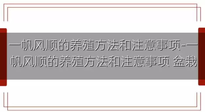 一帆风顺的养殖方法和注意事项-一帆风顺的养殖方法和注意事项 盆栽